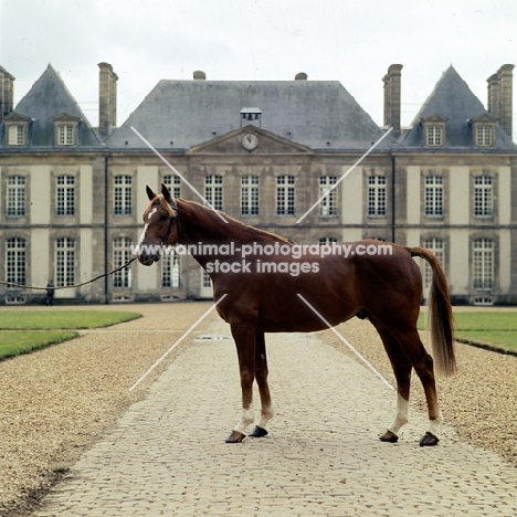 french saddle horse at haras du pin