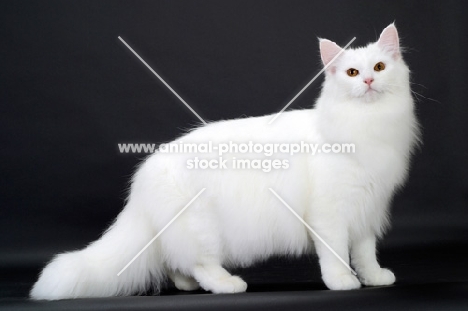 White Norwegian Forest Cat