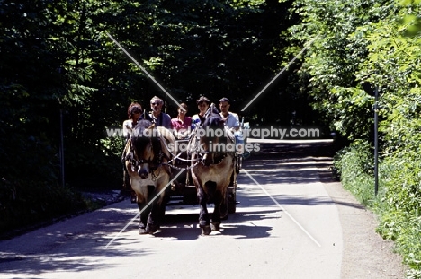 draught horses bringing tourists to neuschwanstein castle, germany
