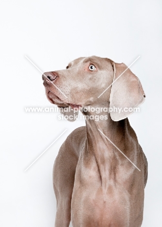 Weimaraner in studio.