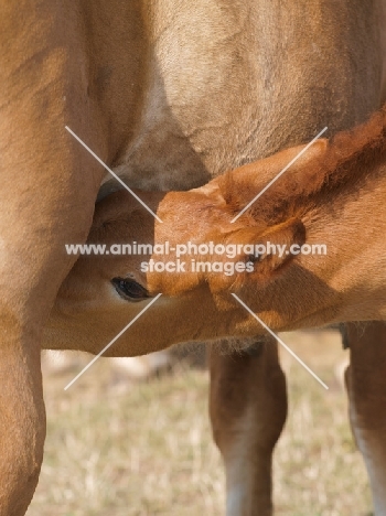 Suffolk Punch foal drinking