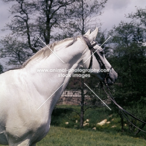  Pregel, German Arab stallion at marbach, head and shoulders 