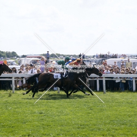 shergar,18, at tattenham corner, the derby