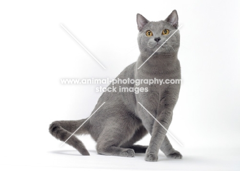 blue Chartreux cat 