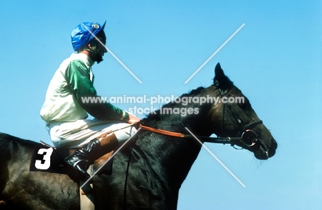 derby winner Lester Piggott riding race horse