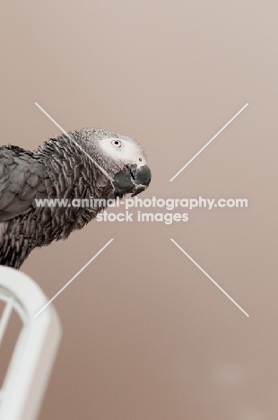 African Grey Parrot on cage