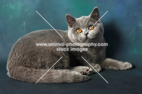 blue british shorthair cat lying down, looking away