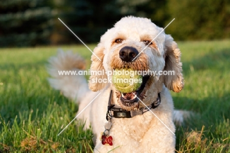 Goldendoodle with ball