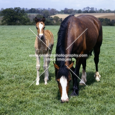 welsh cob (section d), mare and her foal
