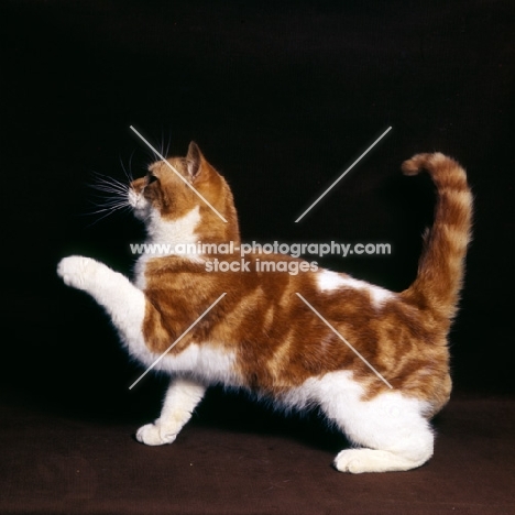 bi-coloured short hair cat, red tabby and white with one foot up pawing