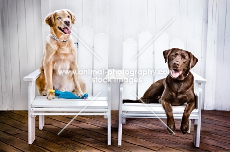two Labradors in chair