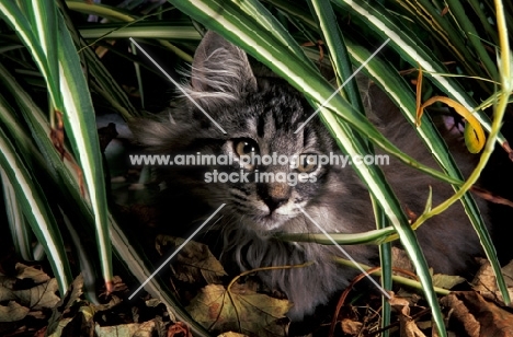 norwegian forest cat, hiding