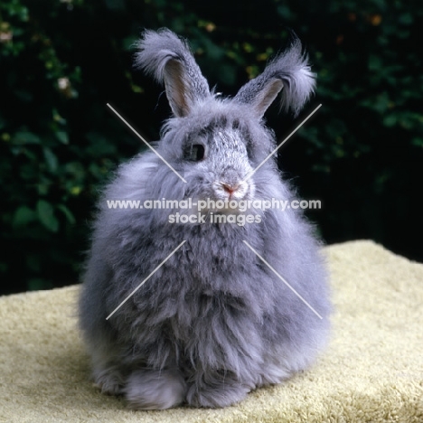 angora rabbit facing camera