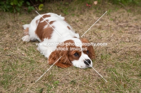 Cavalier King Charles Spaniel lying in the grass 