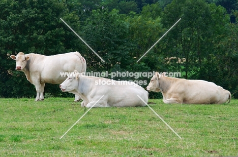 three limousin cows in field