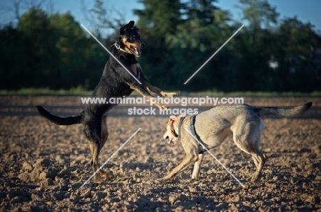 Two dogs playing in a field, one is jumping 