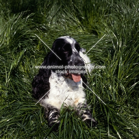 sh ch coltrim mississippi gambler english cocker spaniel lying in long grass