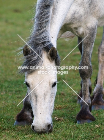 Connemara pony, grazing