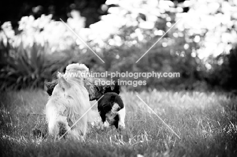 two Cocker Spaniels (one at 5 months old)