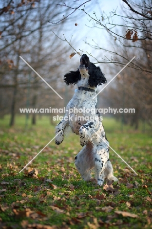 black and white english springer spaniel standing on two legs to catch treat