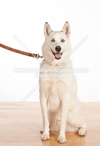 Siberian Husky cross bred dog on lead