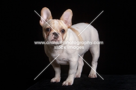 French Bulldog, full body on black background