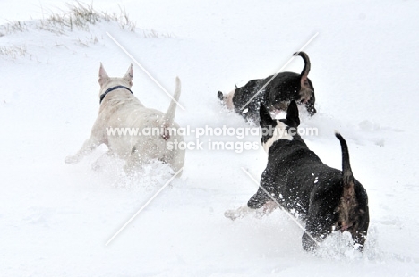 three Bull Terriers playing in the snow