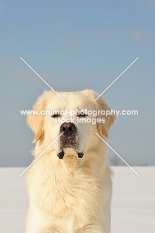 Polish Tatra Sheepdog (aka Owczarek Podhalanski) portrait