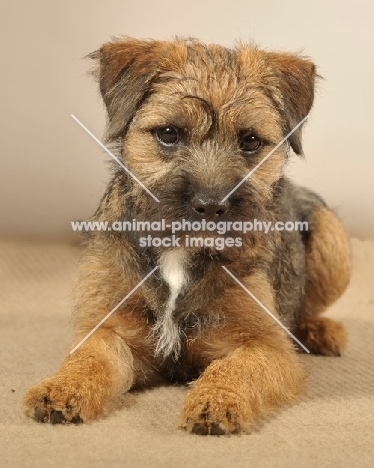 Border Terrier lying on beige background