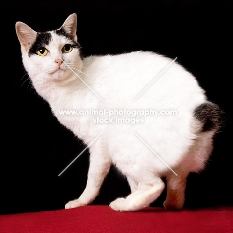 Japanese Bobtail cat crouching and looking back