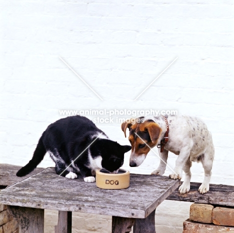 jack russell terrier watching a cat drink from a dog bowl 