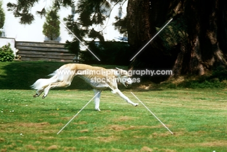 saluki galloping across lawn carrying ball