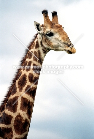 Giraffe