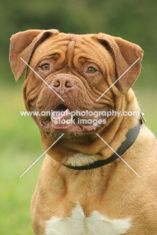 Dogue de Bordeaux, head shot