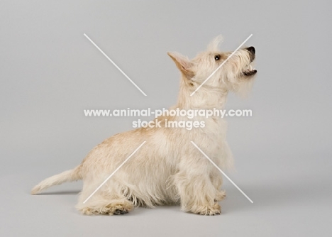 Happy wheaten Scottish Terrier in studio on grey background.