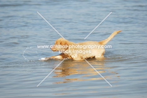 nova scotia duck tolling retriever puppy first time in water