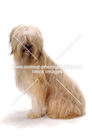 Australian Champion Briard sitting on white background