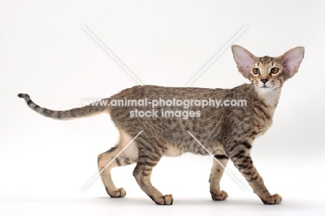 Oriental Shorthair, Brown Spotted Tabby colour