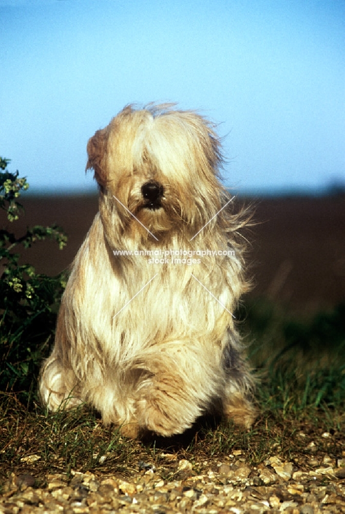 tibetan terrier from africandawns kennels sitting with paw up looking at camera 