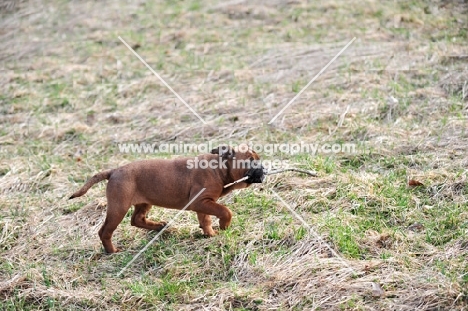 Continental Bulldog puppy with stick