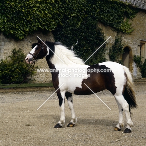 skewbald pony stallion