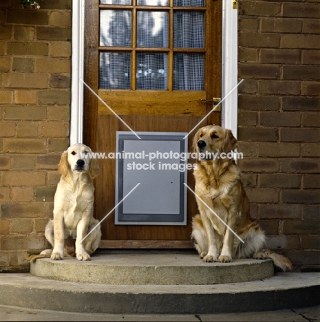 golden retrievers sitting on doorstep with dog flap in door