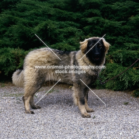 sarplaninac,  yugoslavian sheepdog standing