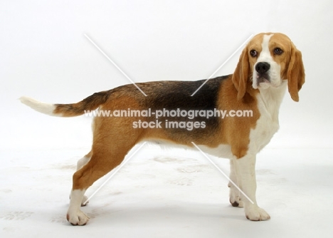 beagle on white background