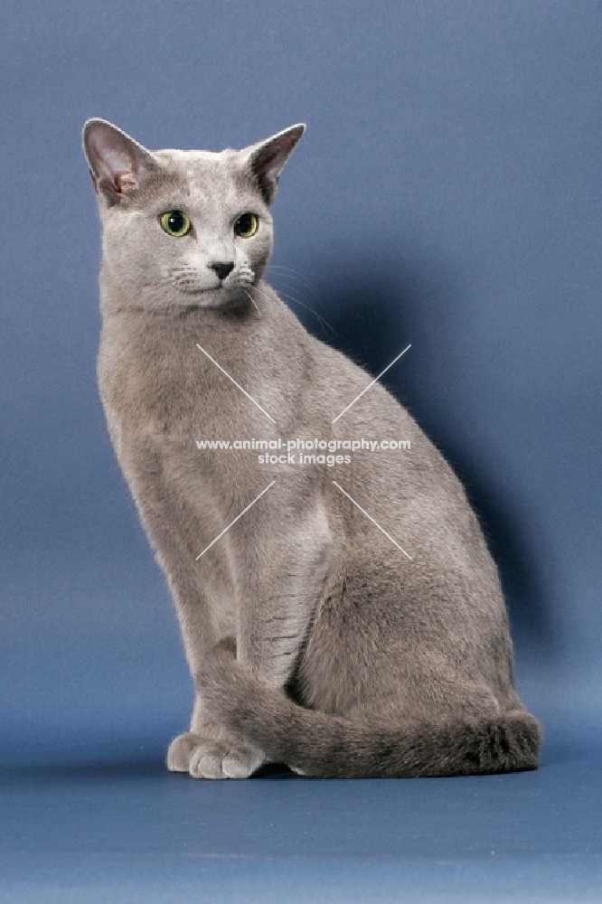male Russian Blue cat on blue background
