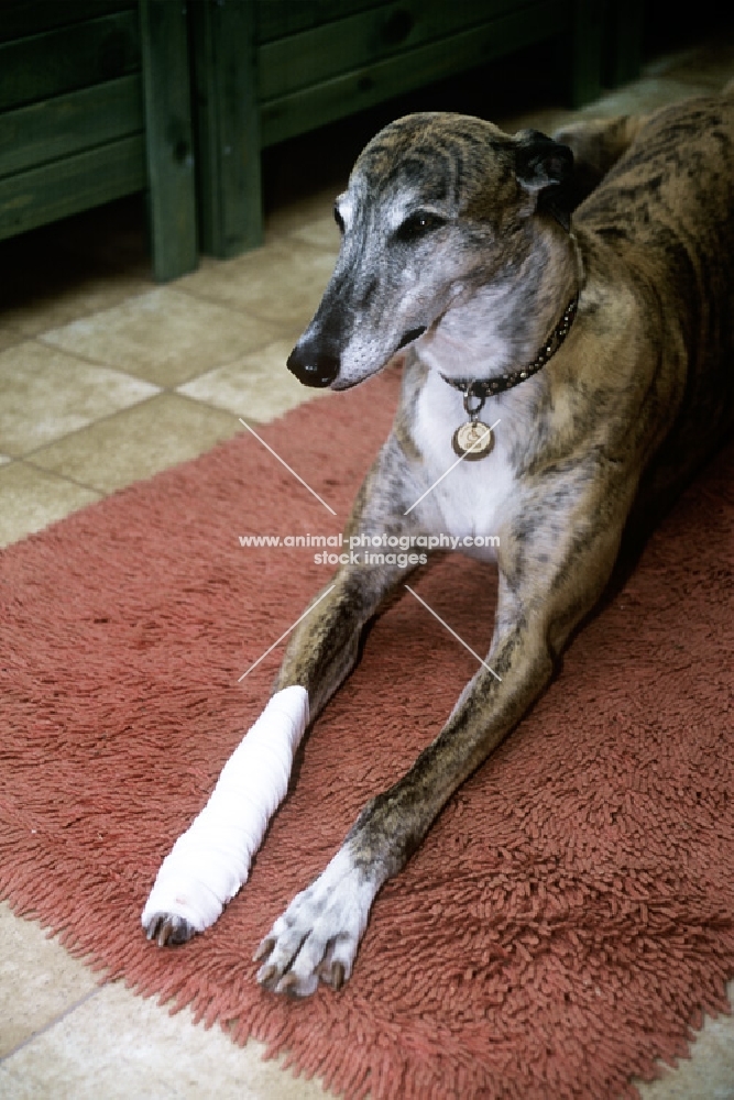 greyhound emma with bandaged paw and leg