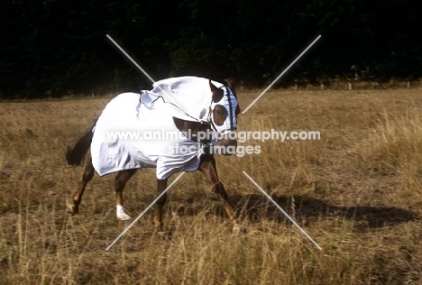 morgan horse running in australian turnout rug