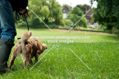 Nova Scotia Duck Tolling Retriever walking next to owner