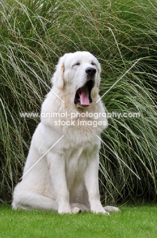 Polish Tatra Herd Dog