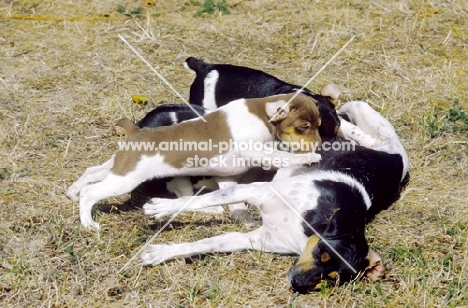 Brazlian Terrier with puppies